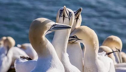 随机《王者荣耀》职业选手退役后的转型：直播、解说与幕后工作，王者荣耀kpl退役选手