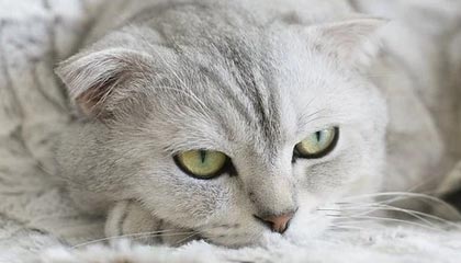 随机《王者荣耀》职业选手退役后的转型：直播、解说与幕后工作，王者荣耀kpl退役选手